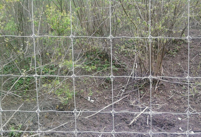 Galvanized Field Wire Fence
