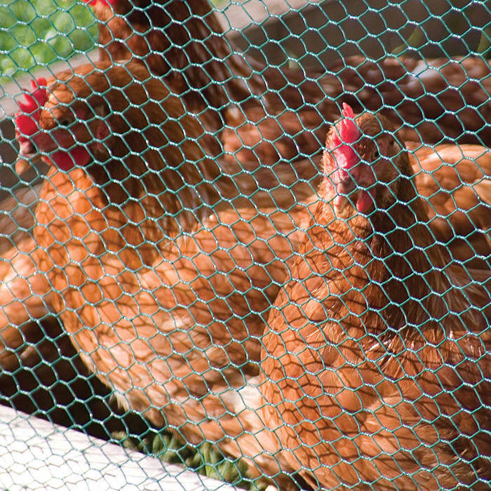 Chicken wire