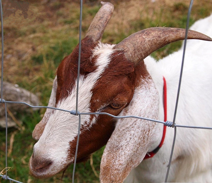 High Tensile Sheep Wire