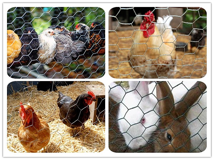 Ayam Livestock Wire Mesh