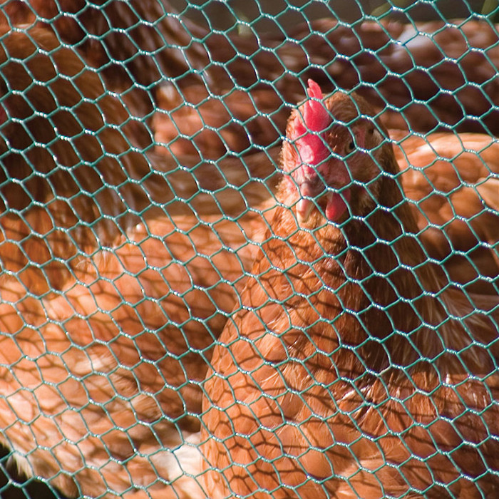 Manufacturing Companies for Stainless Steel Chain Link Fence - Hexagonal Chicken Livestock Wire Mesh – Fuhai