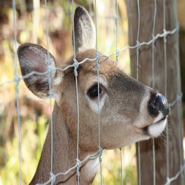 Woven Wire Deer ຮົ້ວ