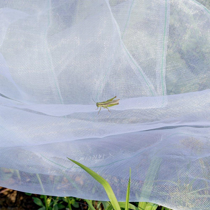 insectelor ochiurilor de  plasă 