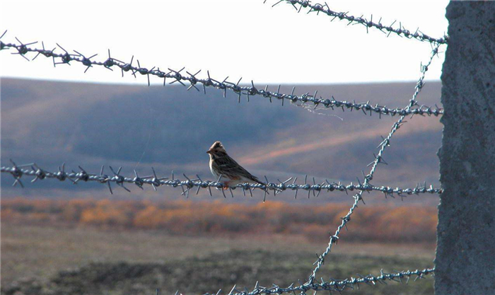 Galvanized Barbed Wire Fence